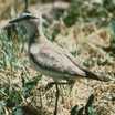 Mountain Plover